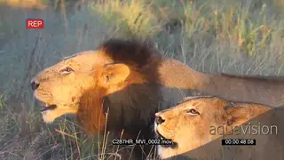 Lion Male and Lioness roaring CU PAN