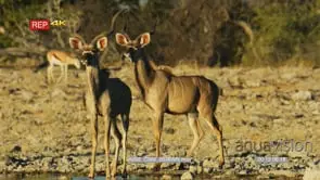 Greater kudu pair standing on the edge of a waterhole