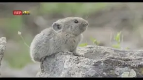 Pika standing, looking around and chewing on grass PROFILE WS