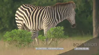 A zebra foal running around and the mother walking around grazing GENERAL BEHAVIOUR