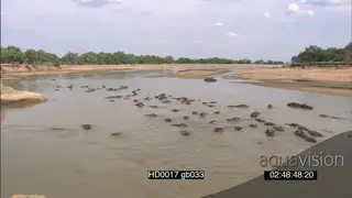 Hippo pod in river social behaviour social interaction Red-billed Oxpecker calling on the.