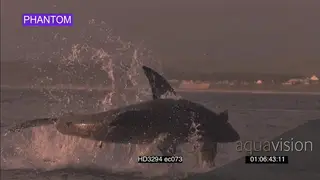 SLOW MOTION Great White Shark breach catch seal decoy, land in background MS Sunset