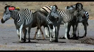 Blue wildebeest walking into zebra herd and drink water
