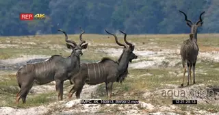 Three male greater kudu with their majestic horns Standing walking and running on the.