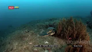 Reveal of a sleeping green turtle, chelonia mydas