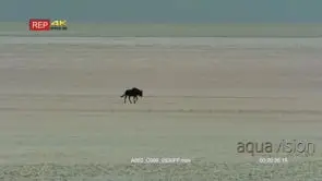 Wide shot of a lone wildebeest walking across a salt pan