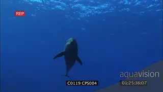 Bottlenose dolphin swimming UW GENERAL BEHAVIOR