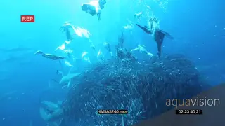 School of Blacktip Sharks feeding on Sardine ball and Cape Gannets diving in MWS PAN HAND