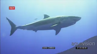 Great White Shark approaching, swimming in Deep blue ocean AmCam UW