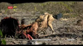 An African Wild dog feeding on a kudu kill and pulling