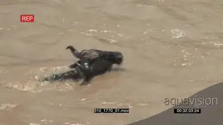 Blue Wildebeest Trying to Swim out of the River Drowning and Moving to the Riverbank AmCam