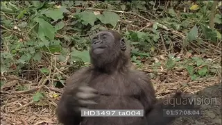 Mountain gorilla chest beating dominance display stretching
