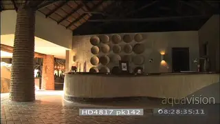 African elephant walking through Mfuwe lodge investigating reception desk followed by.
