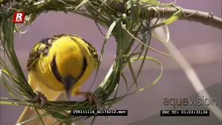 Spotted-backed Weaver male building nest CU