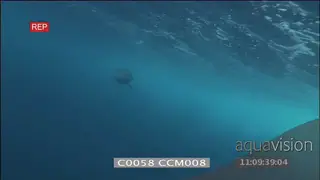 Mako shark swimming towards Pole Drag camera UW