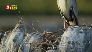 Grey heron sitting and resting in its nest.