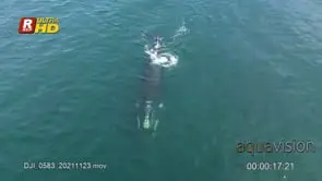 Adult Southern right whale swimming and lob tailing, AERIAL; SLOWMO