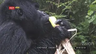 Mountain Gorilla sitting in forest eating XCU ZO MCU HAND