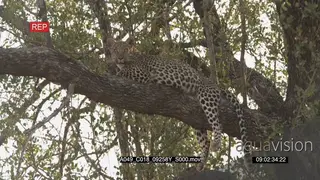 Leopard laying down on tree looking around and at camera LA MLS