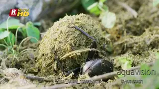 Dung Beetle packing and making with its forelegs containing half digested grass and.