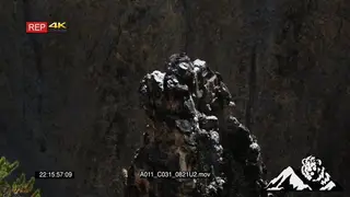 Juvenile Ospreys moving in a nest on a cliff XWS