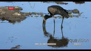 African openbilled stork fishing, crushes snail
