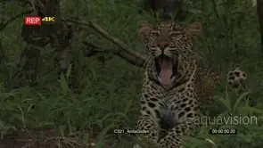 Leopard portrait in forest looking around