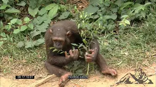 Chimpanzee sitting on grass eating leaves.