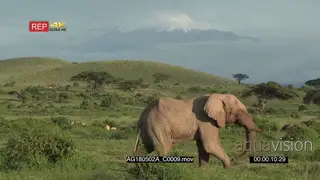 African elephant Herd Grazing in grasslands one entering frame with Mount Kilimanjaro in.