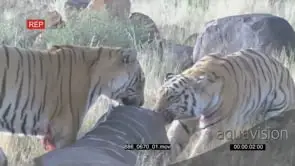 Two [2] Tigers feeding on bloody deer kill BLOODY AmCam