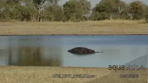 Adult Hippo submerged and resting in water