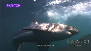 Large Great White Shark Super-slow motion, CU UW PROFILE