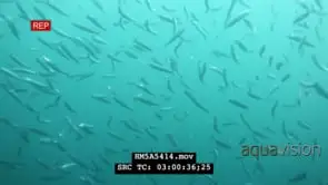 Sardines Swimming Moving around in DEEP OCEAN GENERAL BEHAVIOUR