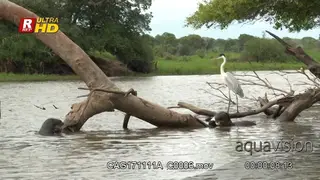 Giant river otter family eating fish around a branch above water with egret waiting for.