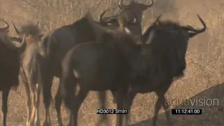 African Wild dog pack surrounding stalking Blue Wildebeest herd gathered together.