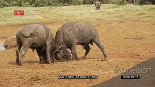 A pair of Cape Buffalos male fighting AmCam