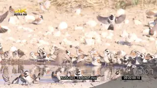 Flock of Cape Sparrows Social Weavers flying around drinking at waterhole SLOWMO