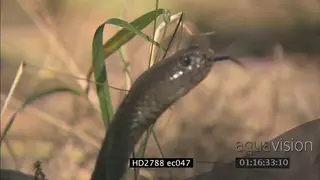 Mozambique Spitting Cobra laying on bushveld being aggressive MCU