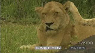 African lioness with wounded lip getting up looking towards camera