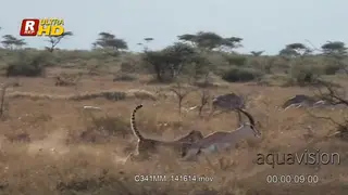 Cheetah takes down a Thomson's Gazelle.