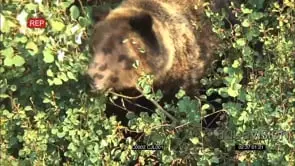 GRIZZLY BROWN BEAR Feeding on Berries in Bush GENERAL BEHAVIOUR