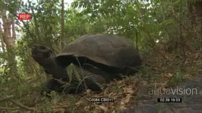 Galapagos Tortoise turning with head in the shell then takes head out of shell and walks.