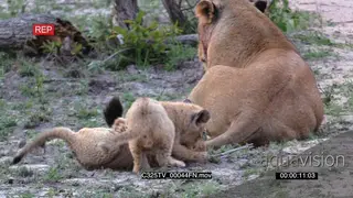 Lioness rest and her cubs learning how to hunt using the lioness's moving tail AmCam