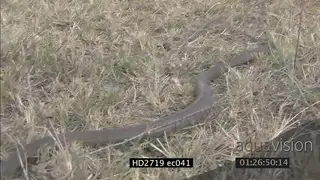 Mozambique Spitting Cobra crawling quickly through grass MLS PAN