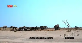 A herd of male elephants drinking water at a water point