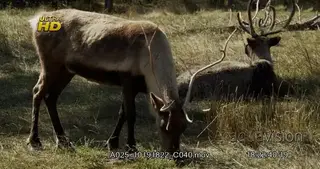 Adult Elk standing and grazing on grass and the other one laying down, resting .