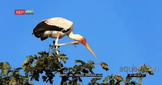 White Stork grooming on the tree GENERAL BEHAVIOR