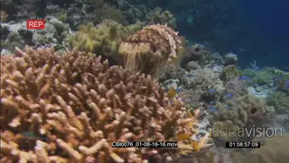 Cuttlefish on coral reef changing color and form swimming