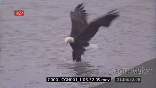Bald eagle catch a salmon fish with its claws to pull out to the bank FF