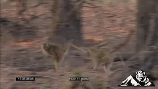Baboon troop chasing each other and fighting